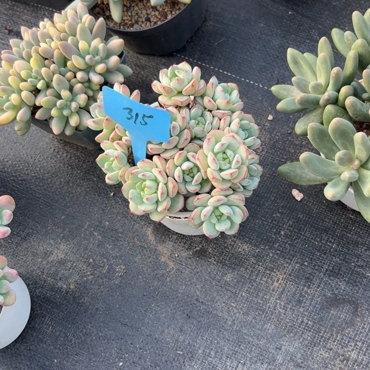 莹***犀多肉植物一物一拍