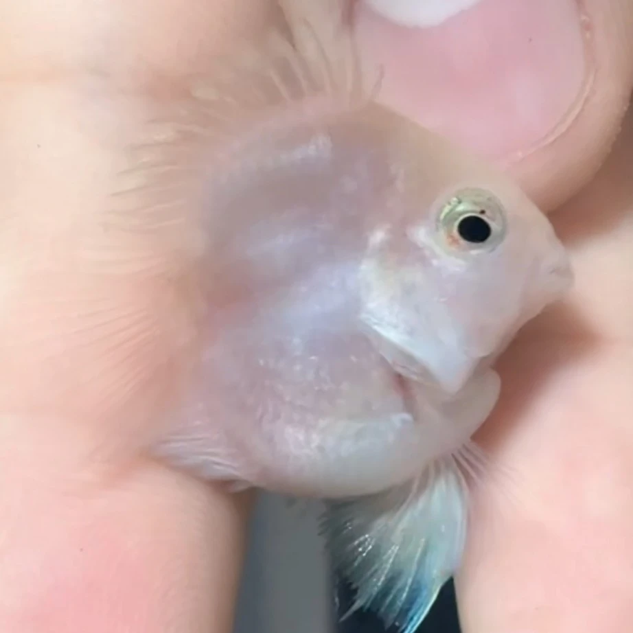 缩尾桃心迷你鹦鹉鱼