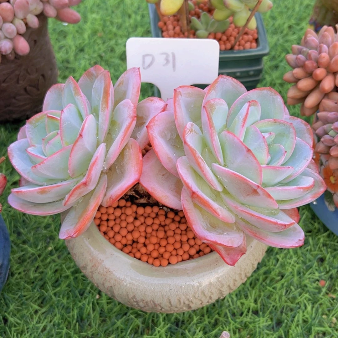 菲****多肉植物的生长发育和