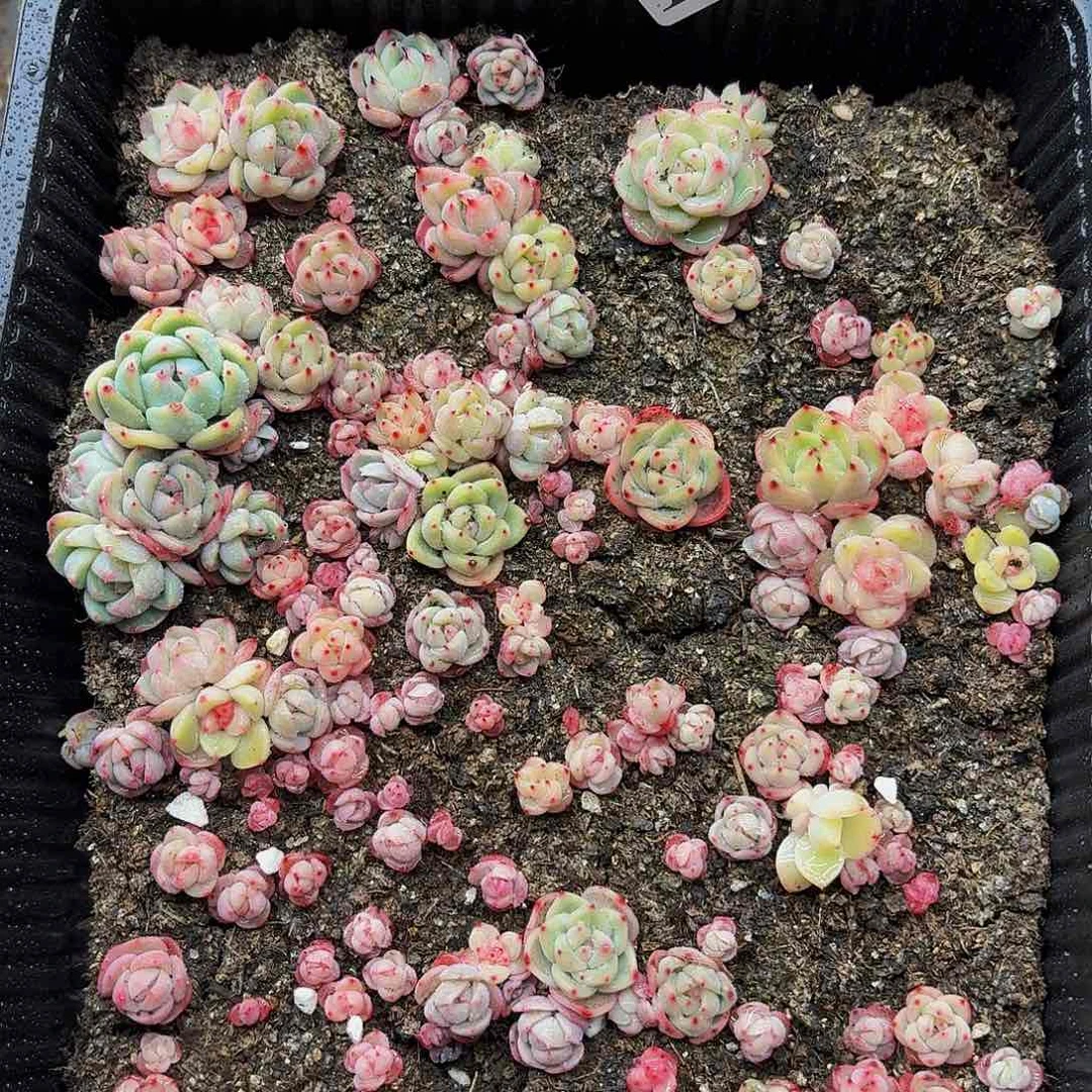 多肉植物多肉植物109