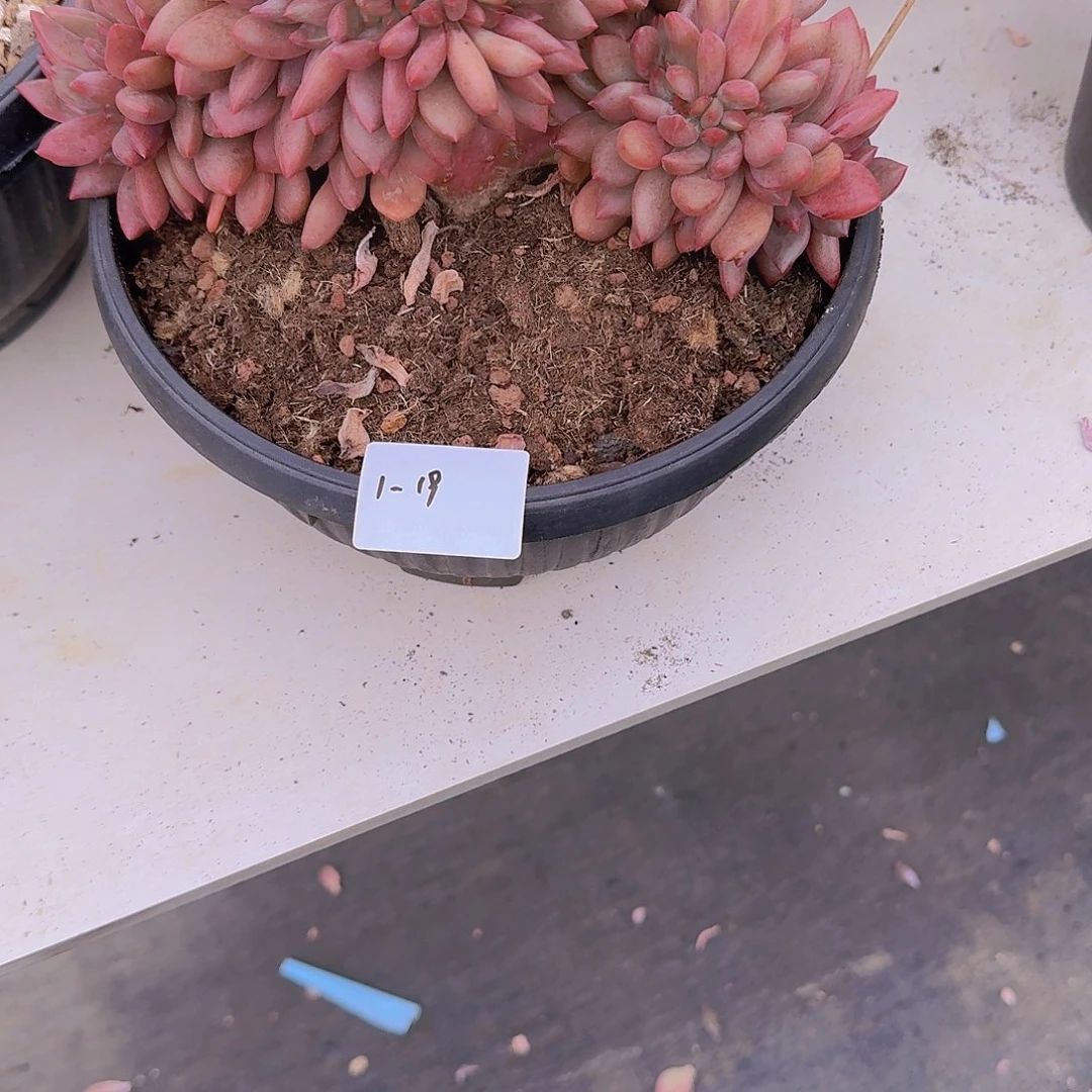 用***71-19桃花源缀多肉植物