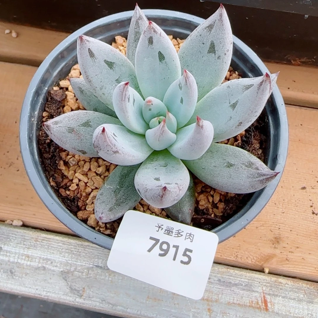 魔爪，7915多肉植物