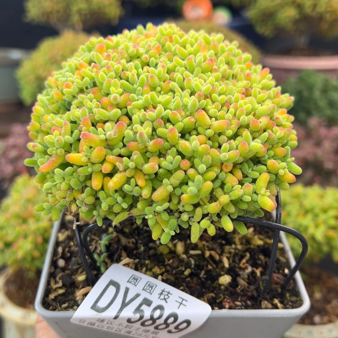 dy5889精控老桩蜜橘糖球冠幅9.5cm