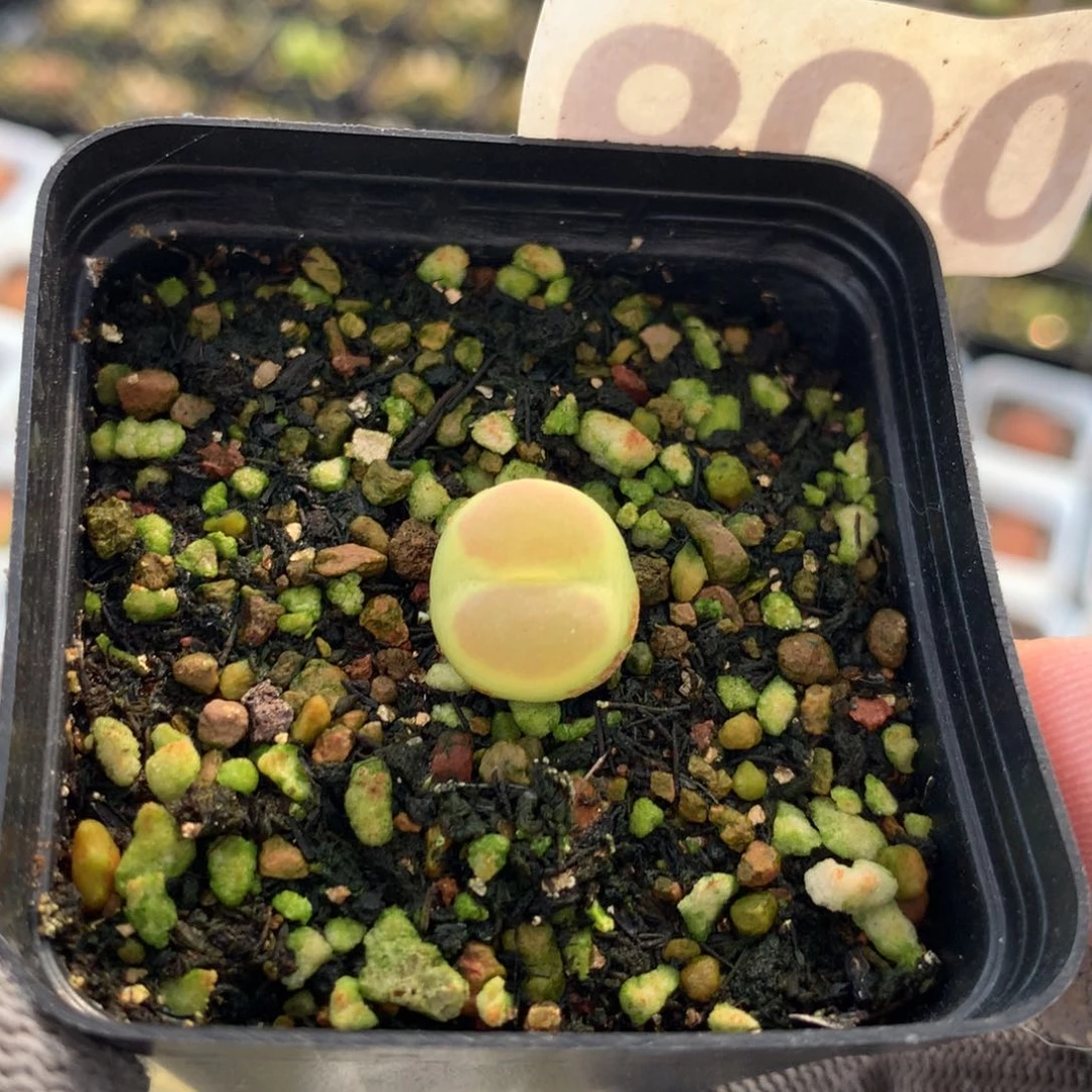 600紫皮拉登一颗