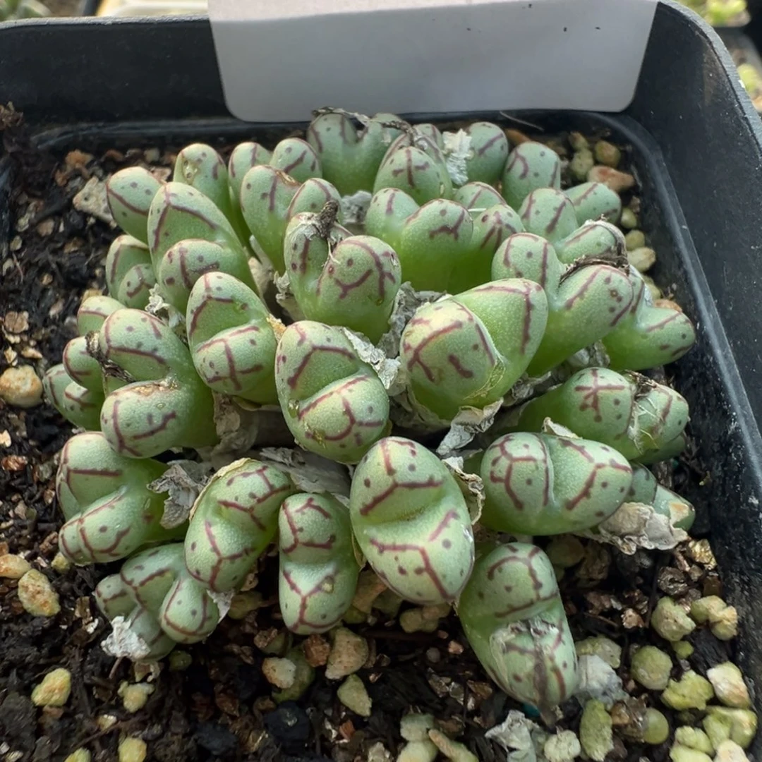 16-01肉锥多肉植物，