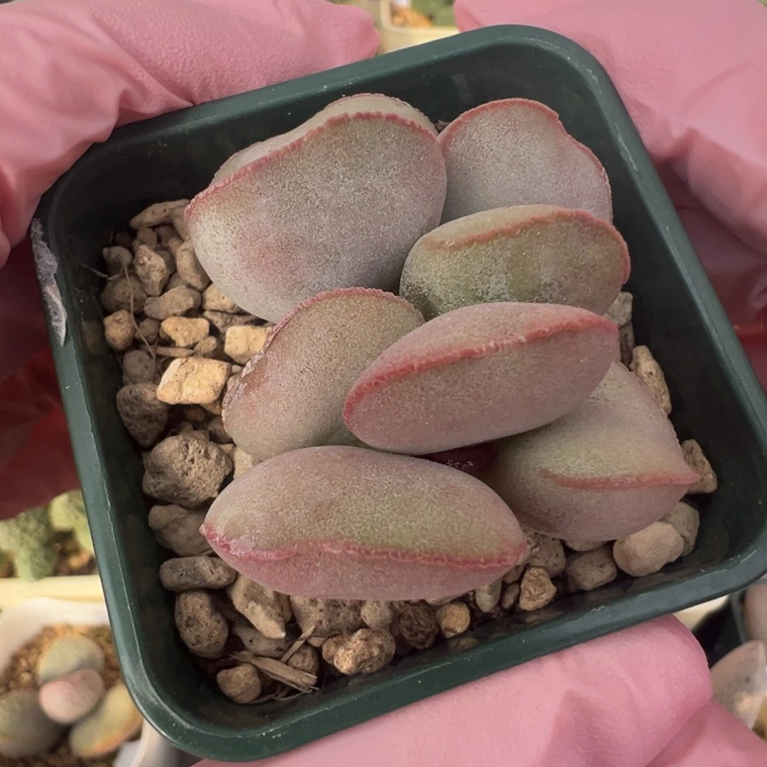 363花蛋实生老桩一颗