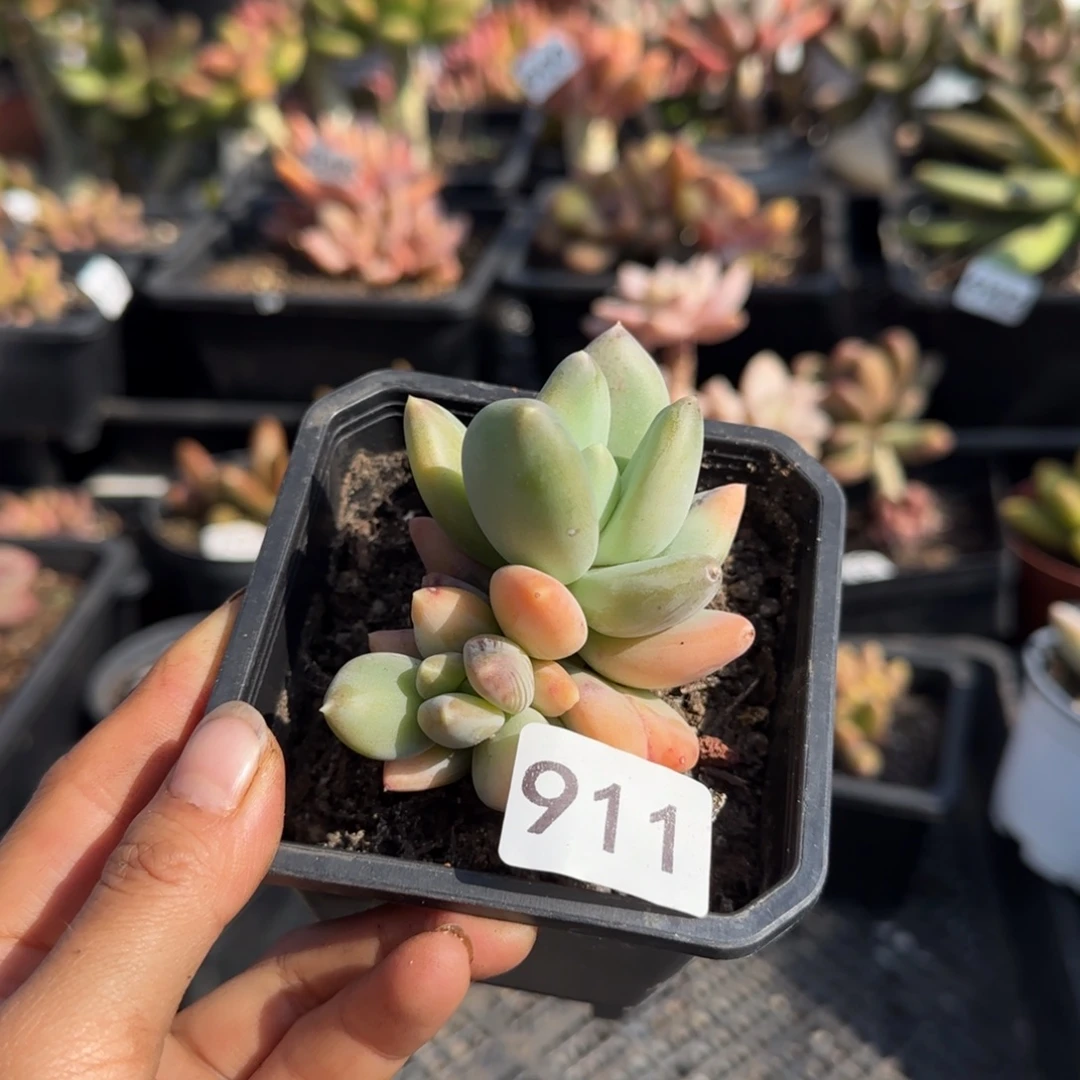 911号一物一拍一物一拍