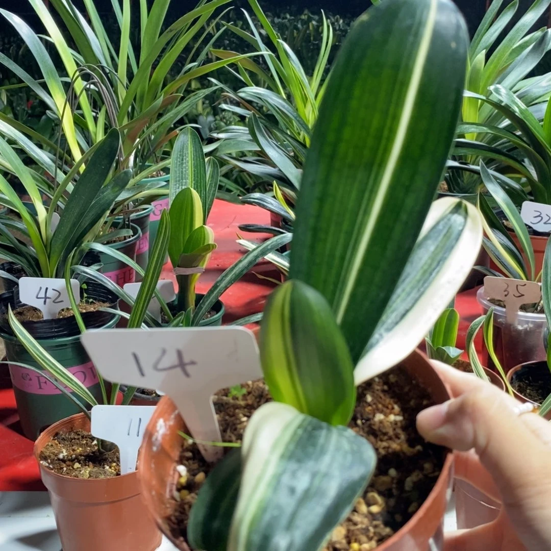 当前无花栽培后可以开花
