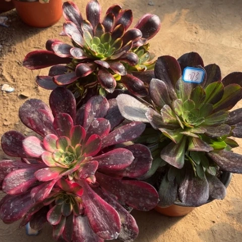 073多肉植物组合