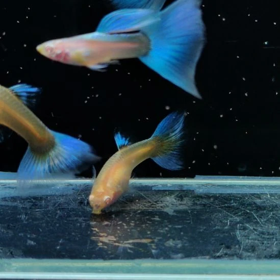 孔雀鱼塞线蓝白两对