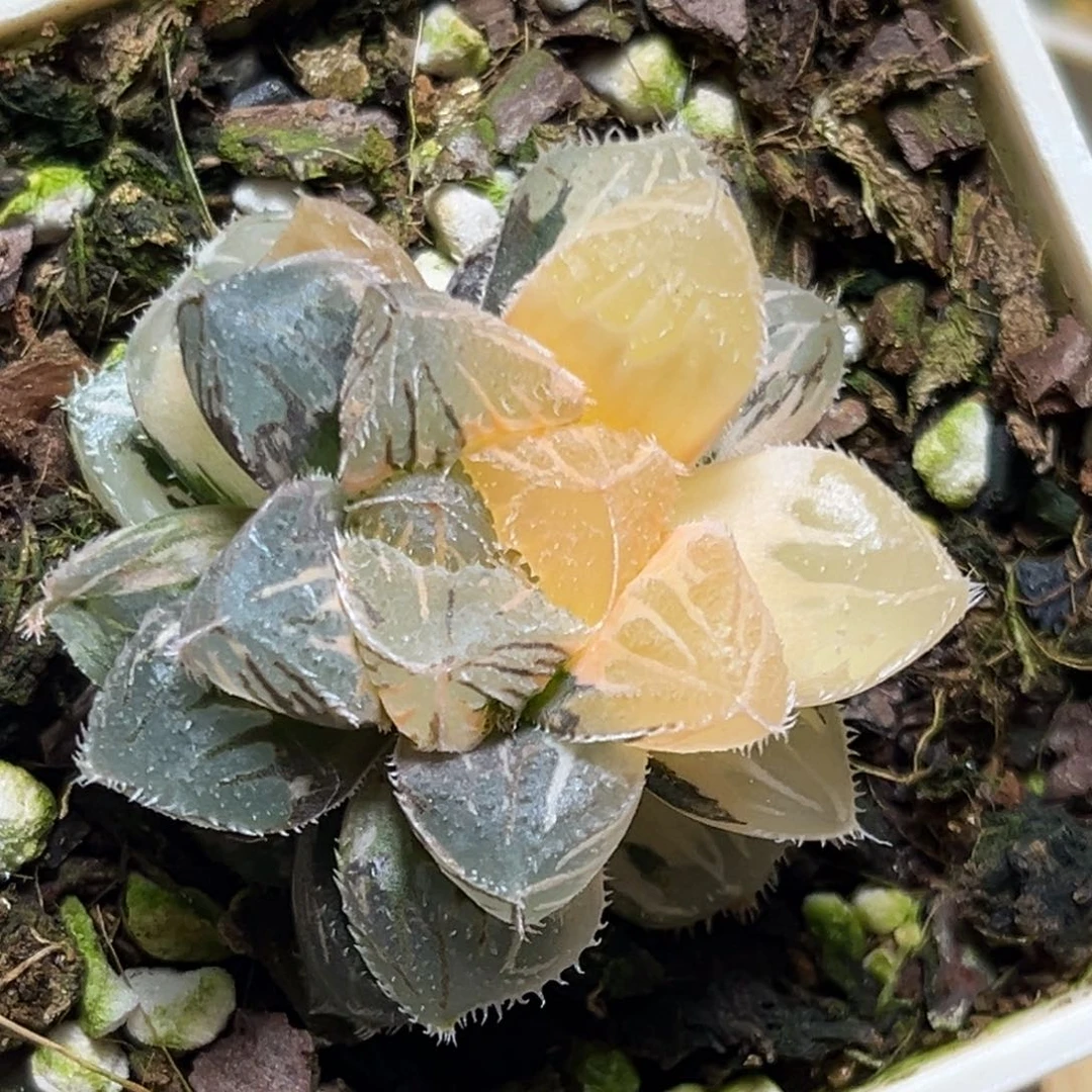 恭喜发财大吉大利837