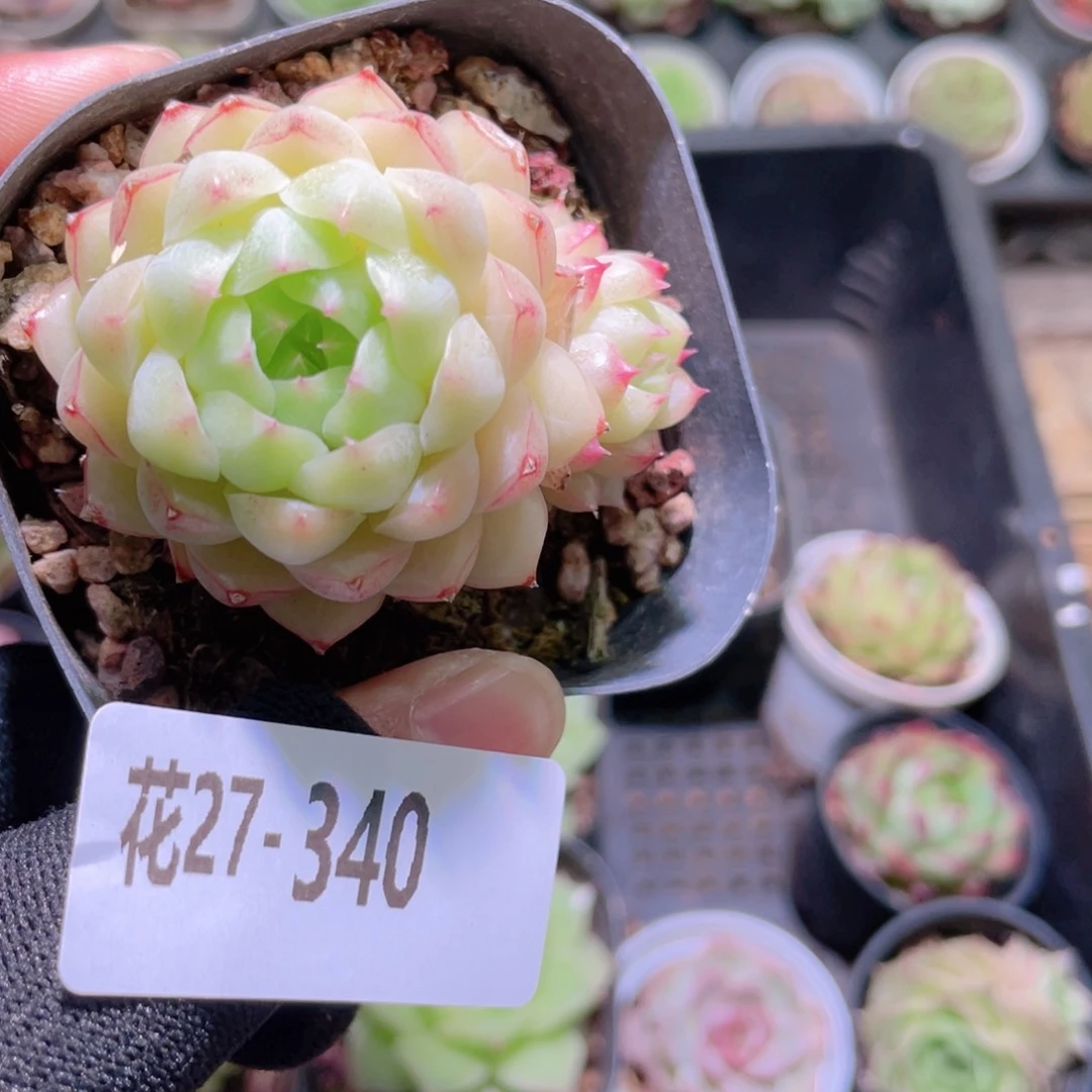 花利美27-348女王