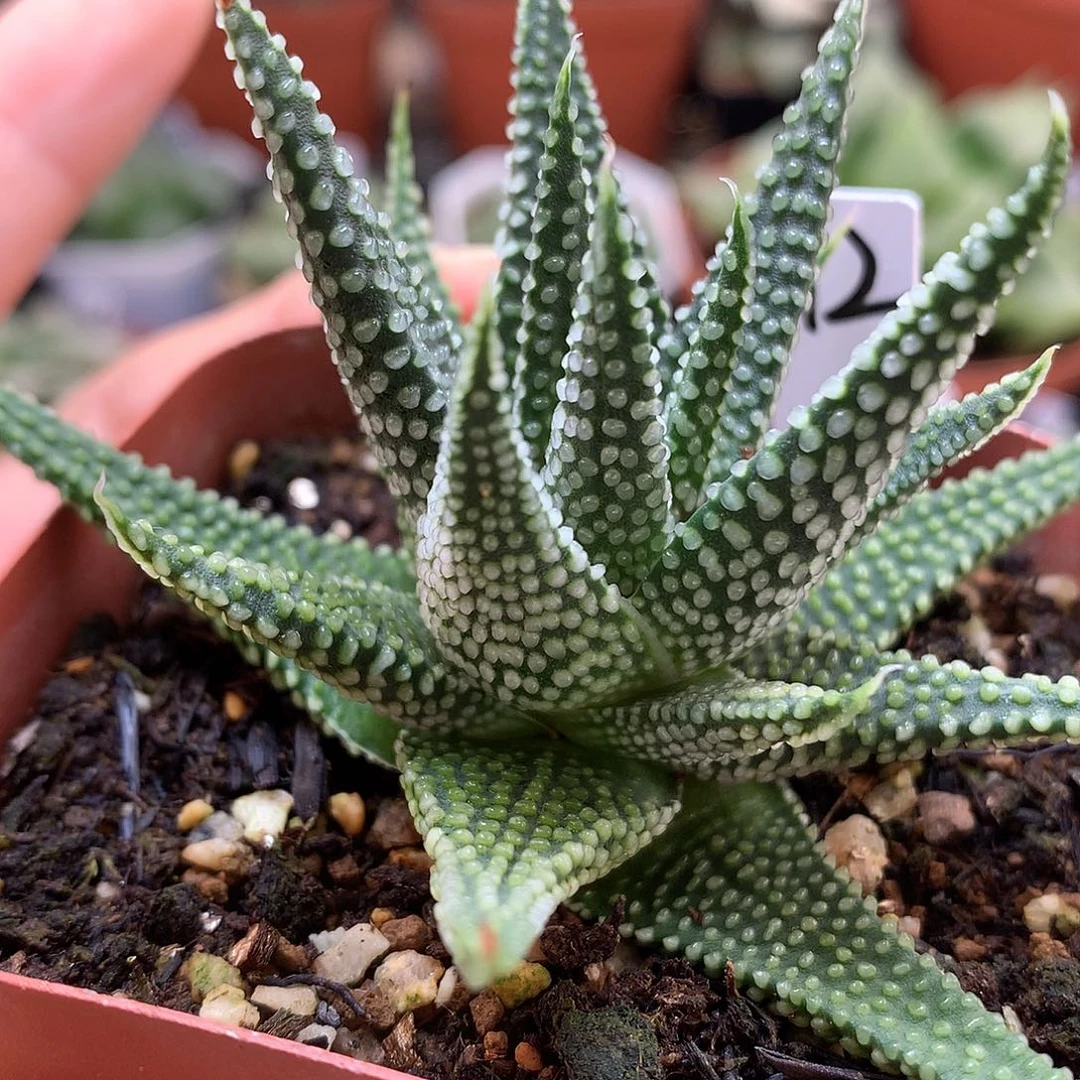 地上星硬叶带盆土发货tzw