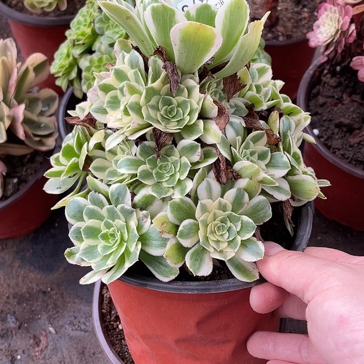 875迈巴赫多肉植物法师