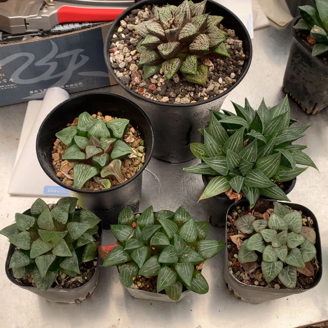 陈***君直播拍，带盆土发货了