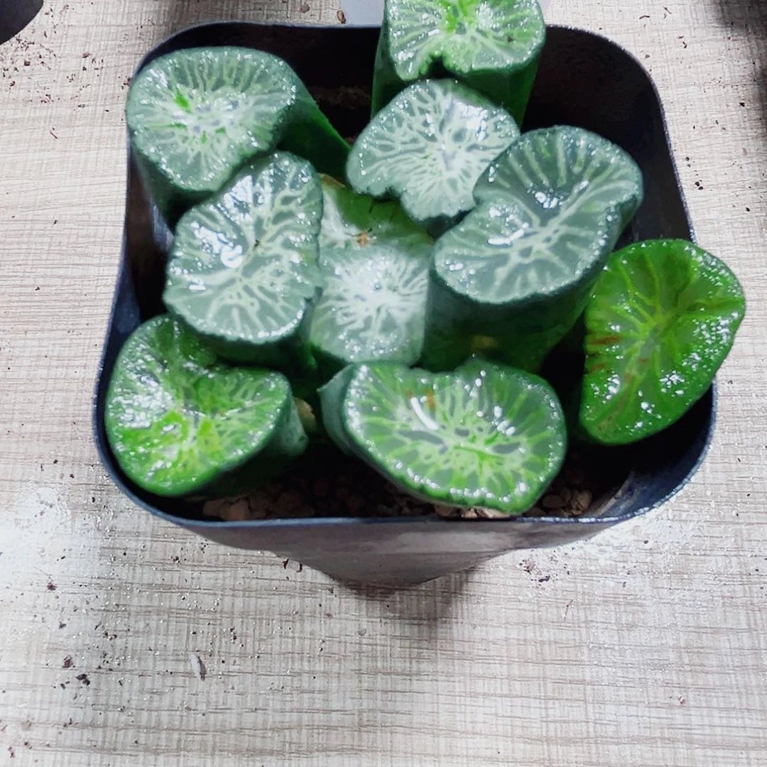 翡翠龙万象多肉植物6666