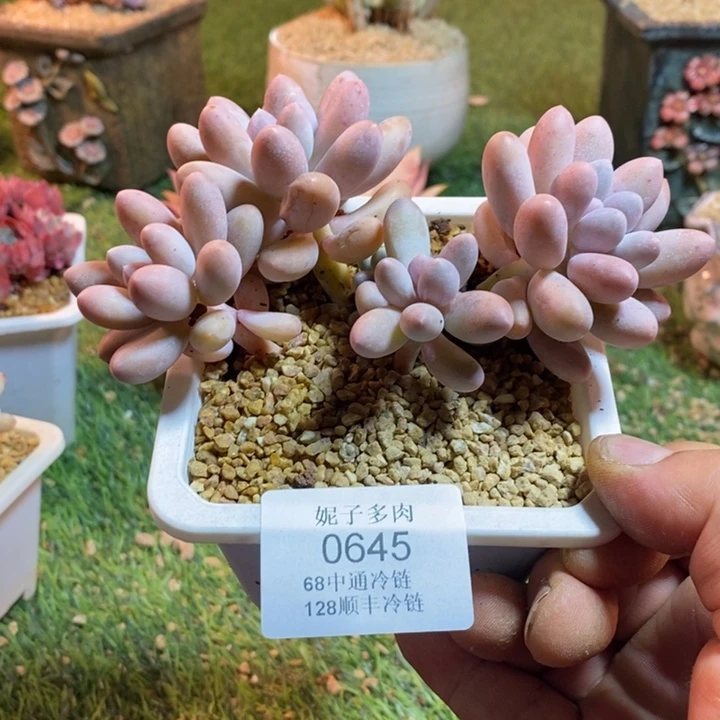 0645啊啊啊啊啊啊啊啊啊啊