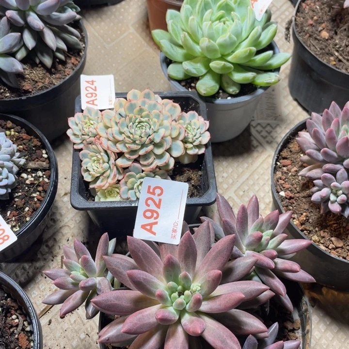 925 满20包邮脱土发货