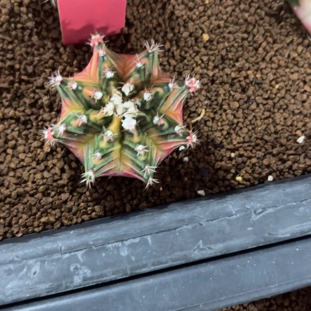 L600-0104泰国发货 玛丽团团转