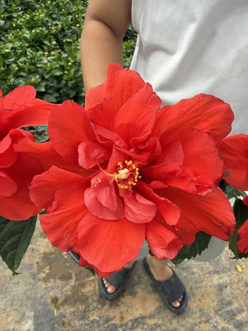 精品大红木槿花