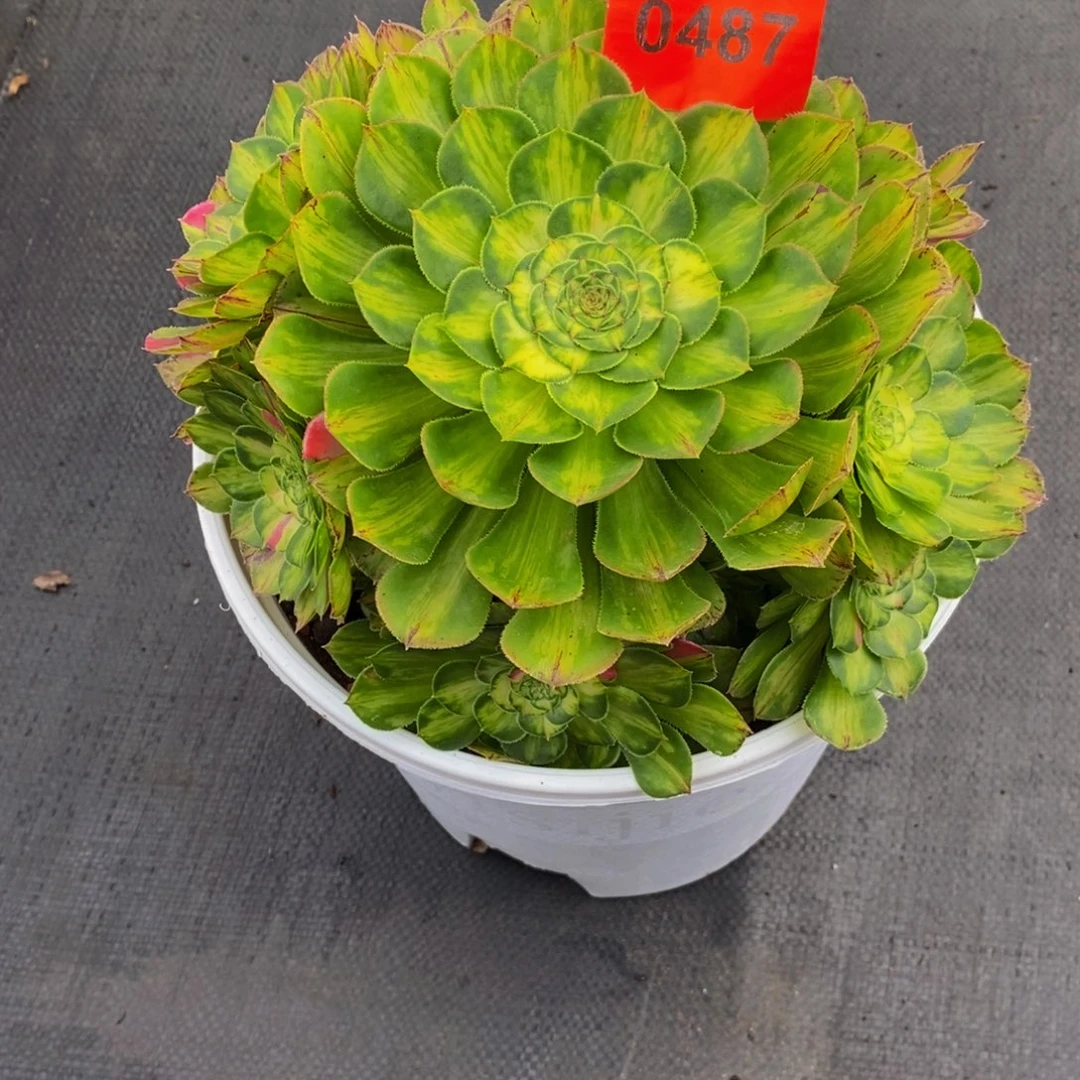 ꧁***꧂0487多肉植物知否