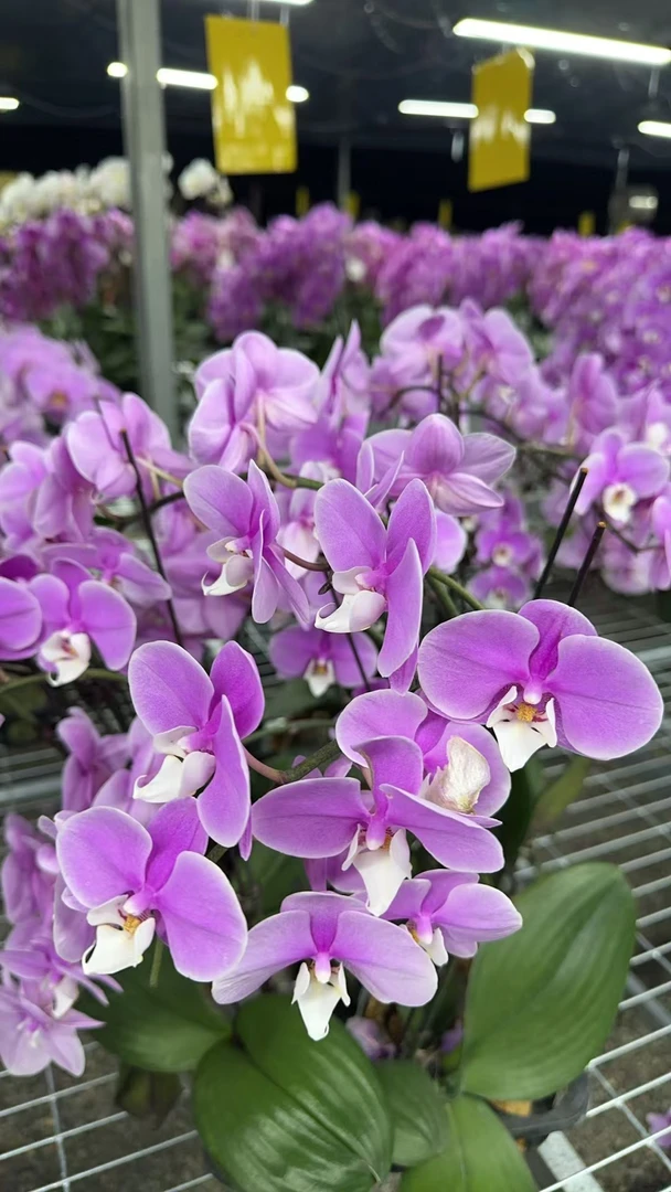 赛冰冰【3.0寸杯】高档蝴蝶兰鲜花盆栽