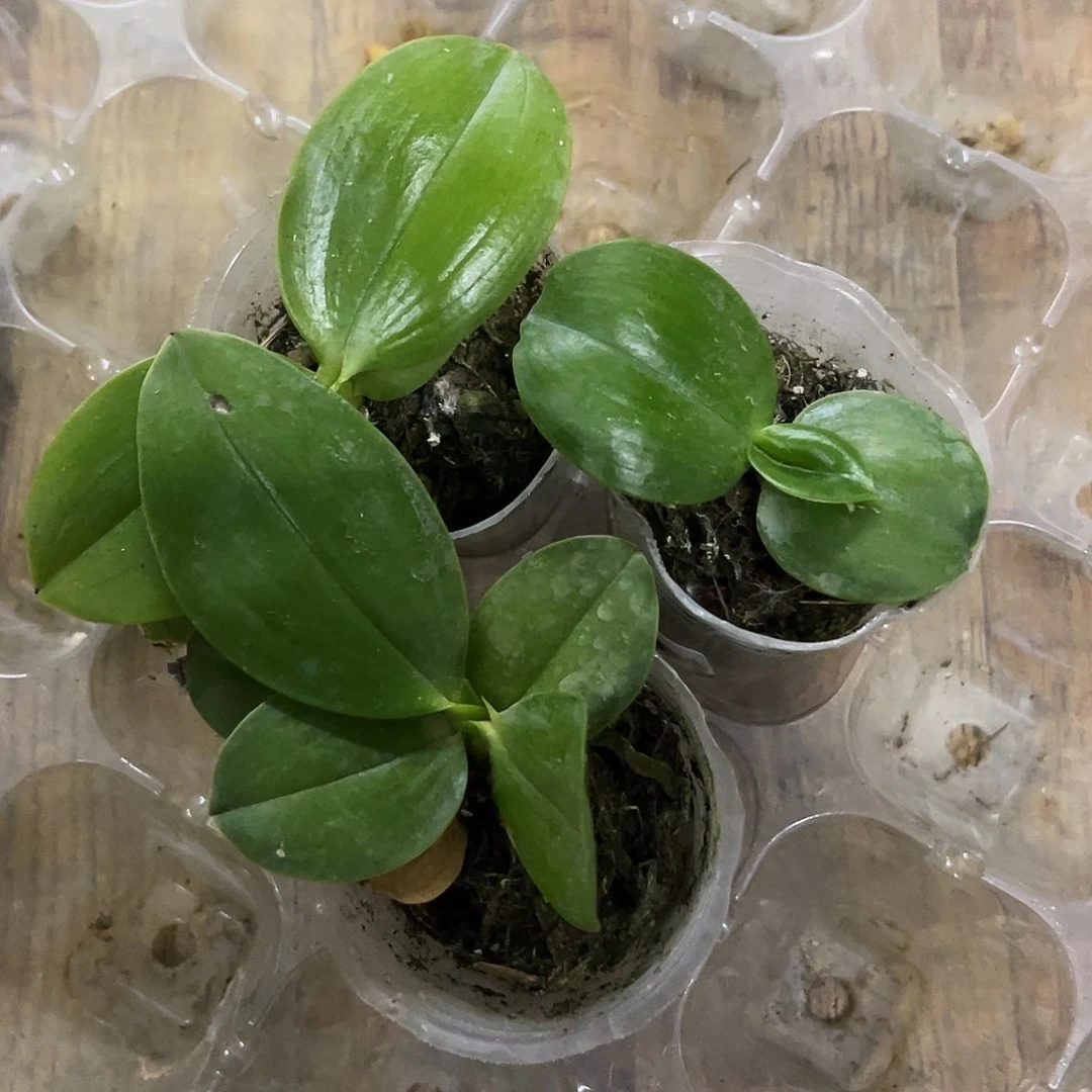 当前无花栽培后可以开花蝴蝶兰印地狗交珍妮弗1.7瑕疵