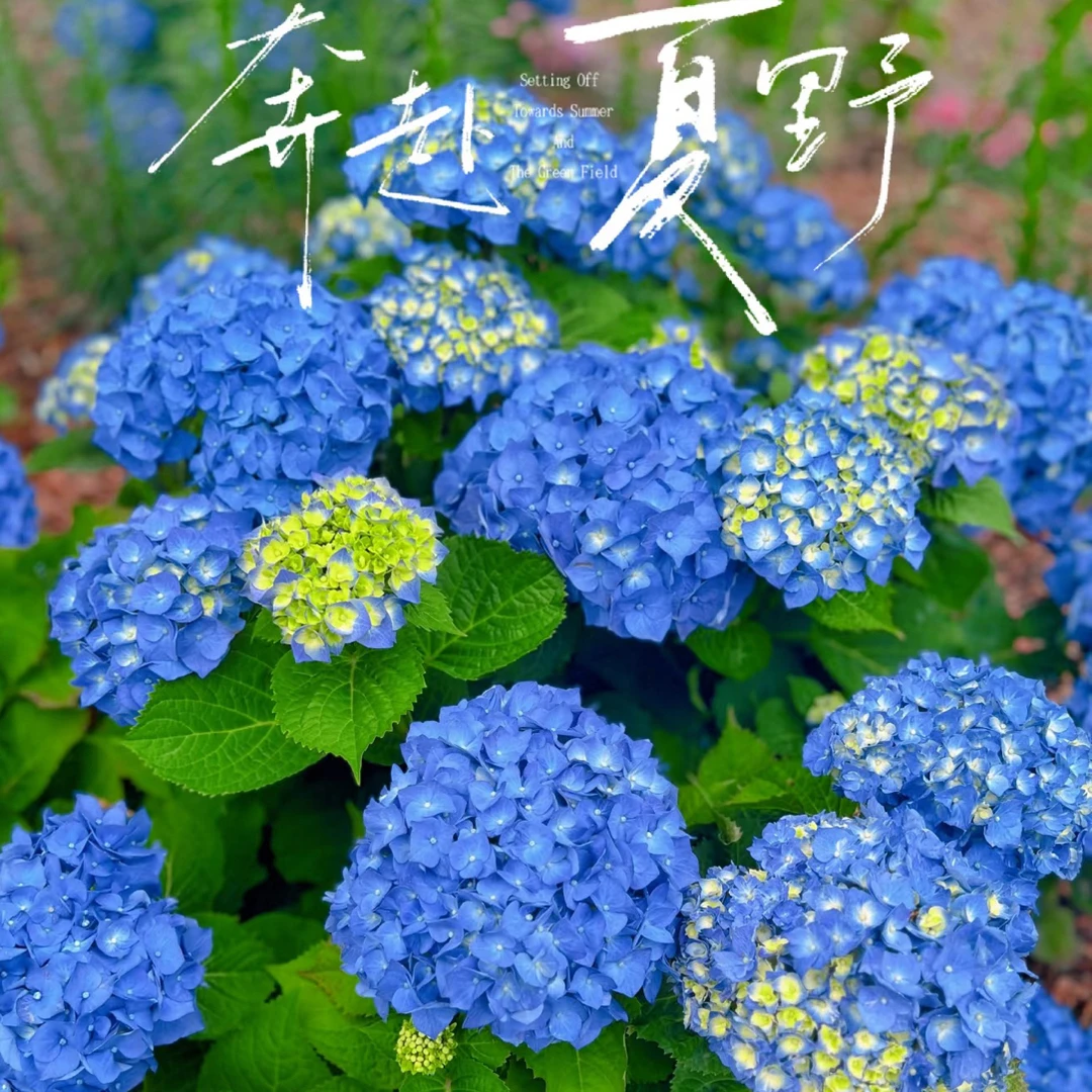 【蓝色妖姬】大花露天绣球多季开花阳台庭院地栽