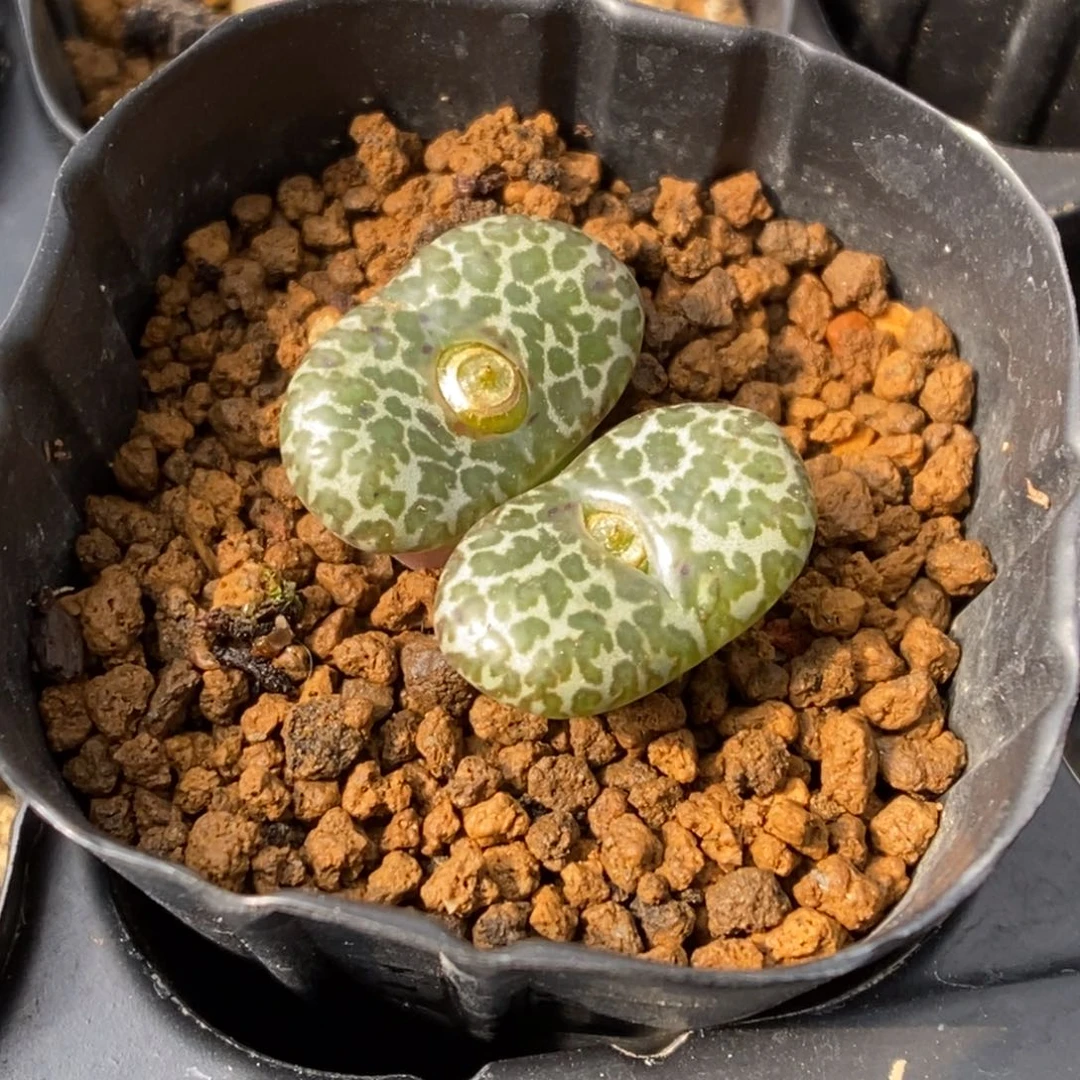 多肉植物肉锥杂交K- 安贞杂