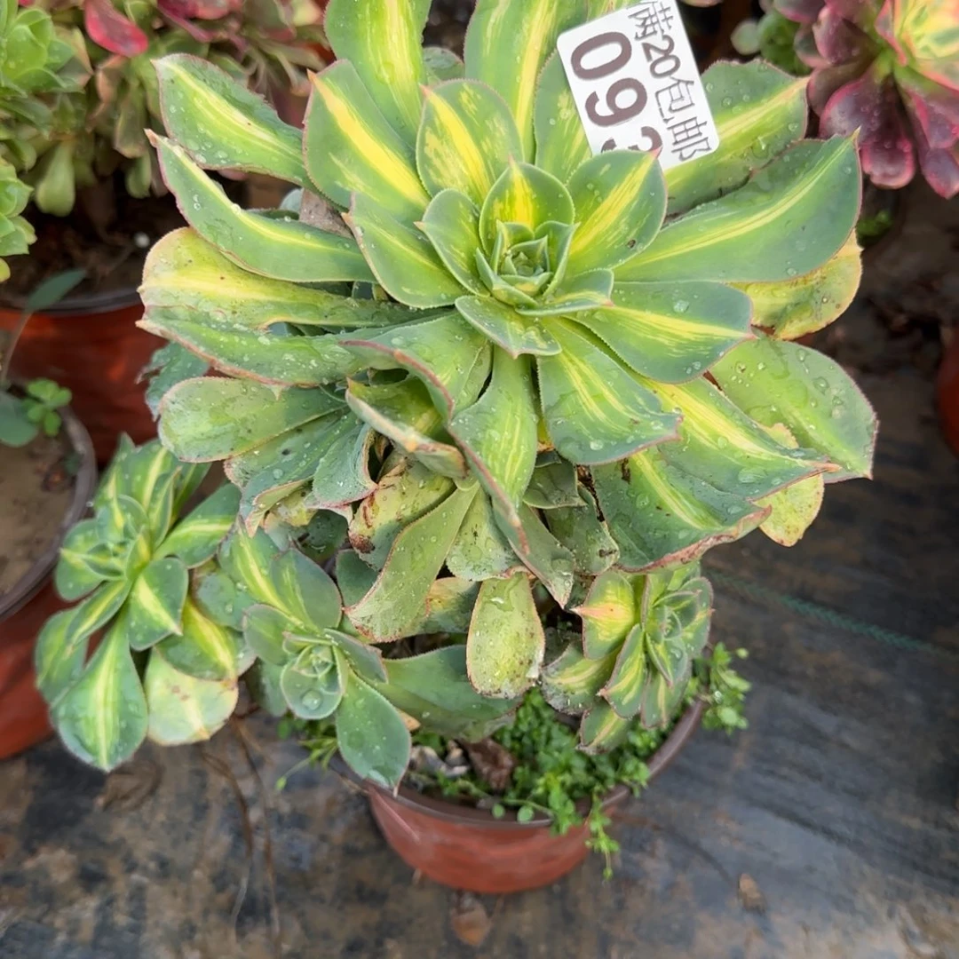 黄忠斑093满20包邮断枝不包