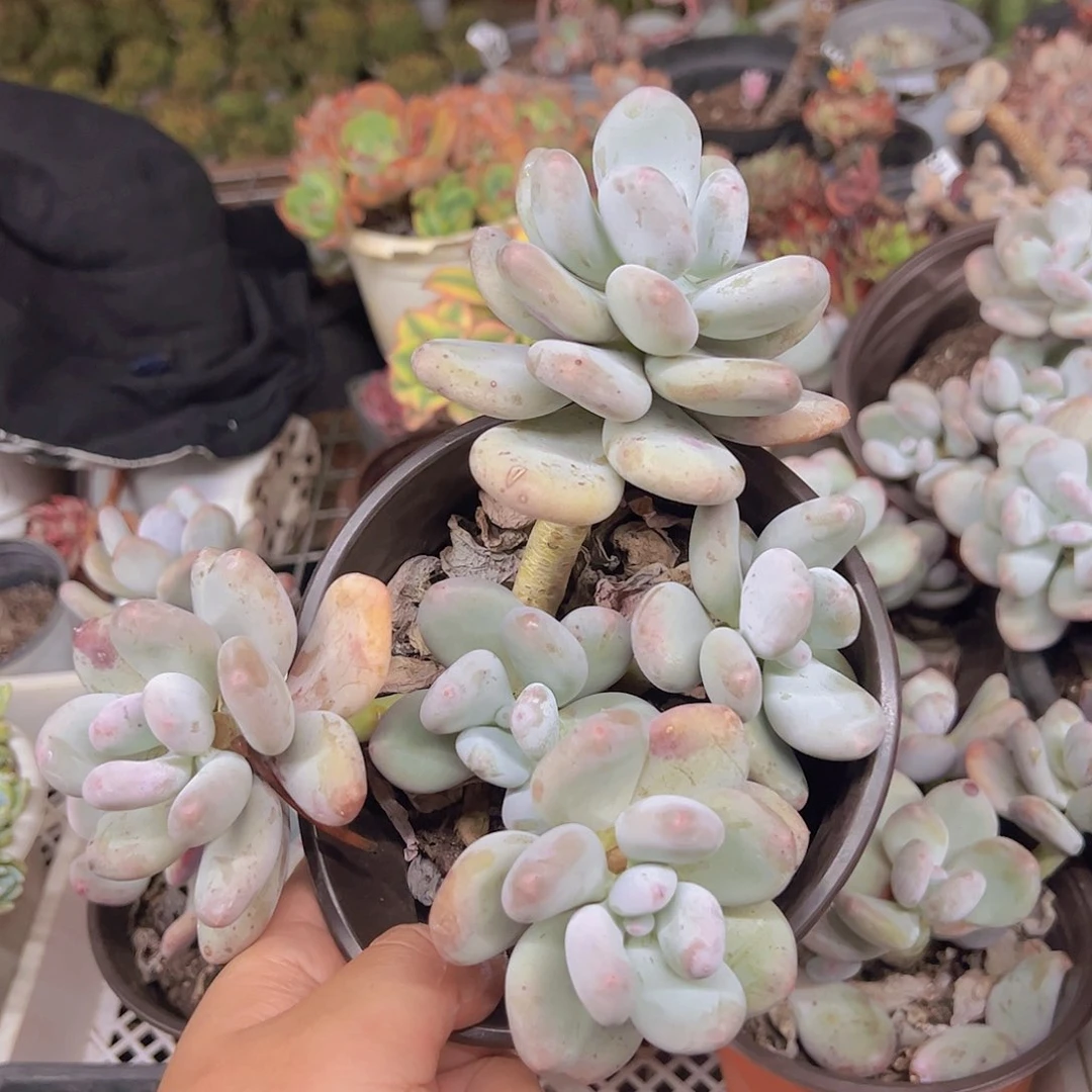 大叶奶三头起老桩整装