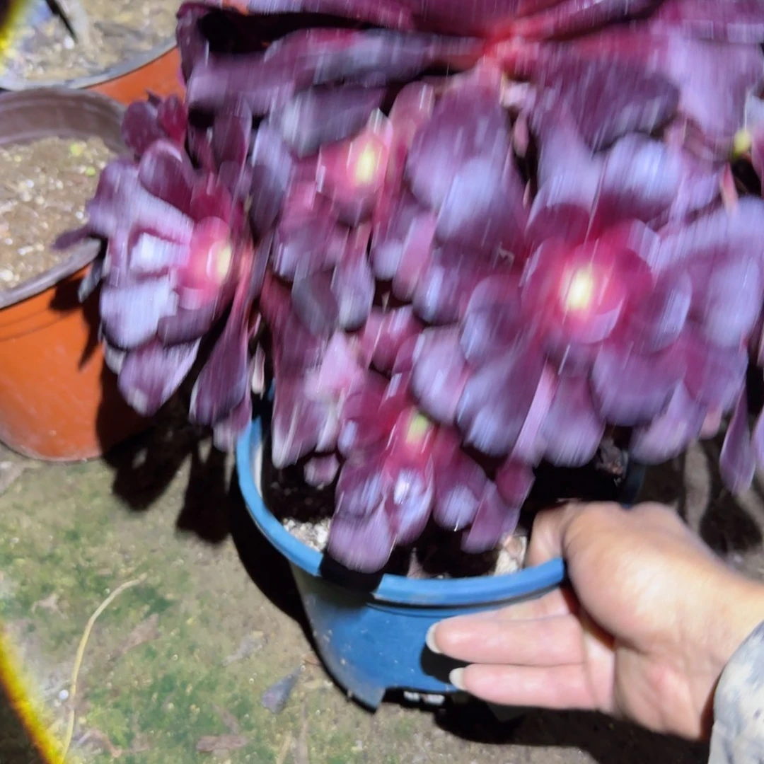 噢子法师多肉034