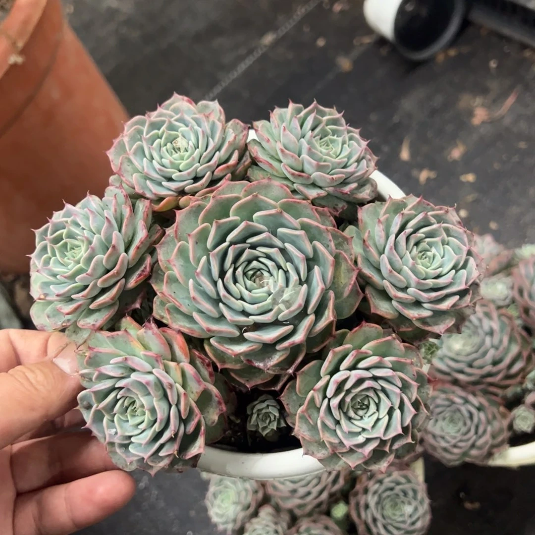 海冰格瑞手捧整桩