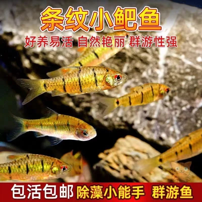 小鲃鱼中国斗鱼伴侣条纹小鲃原生鱼冷水淡水小鱼苗耐寒群游观赏鱼
