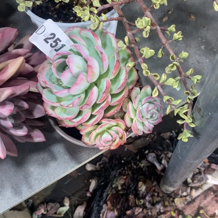 最***心251侧影多肉植物多肉