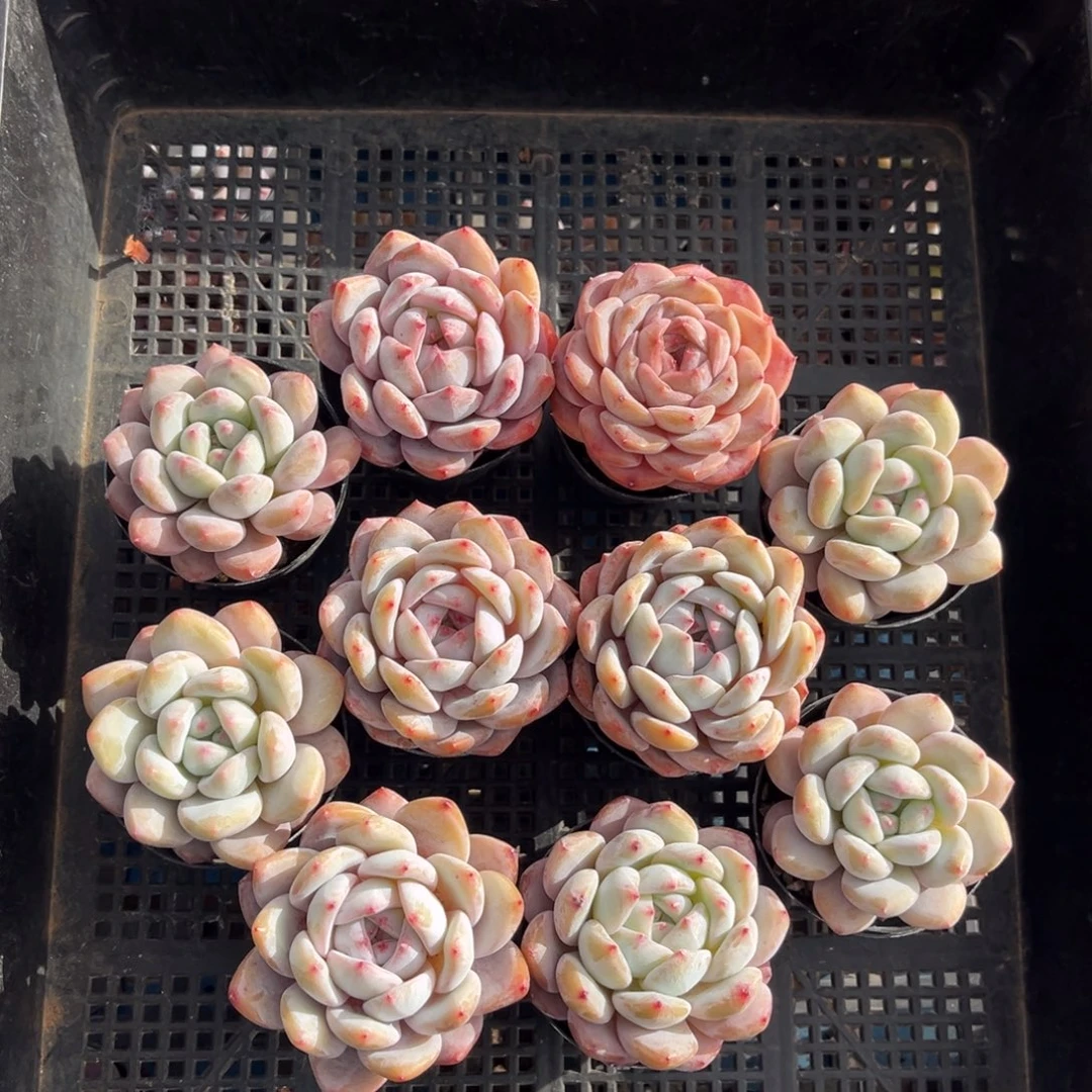 带盆发  703号新疆西藏内蒙古不包邮