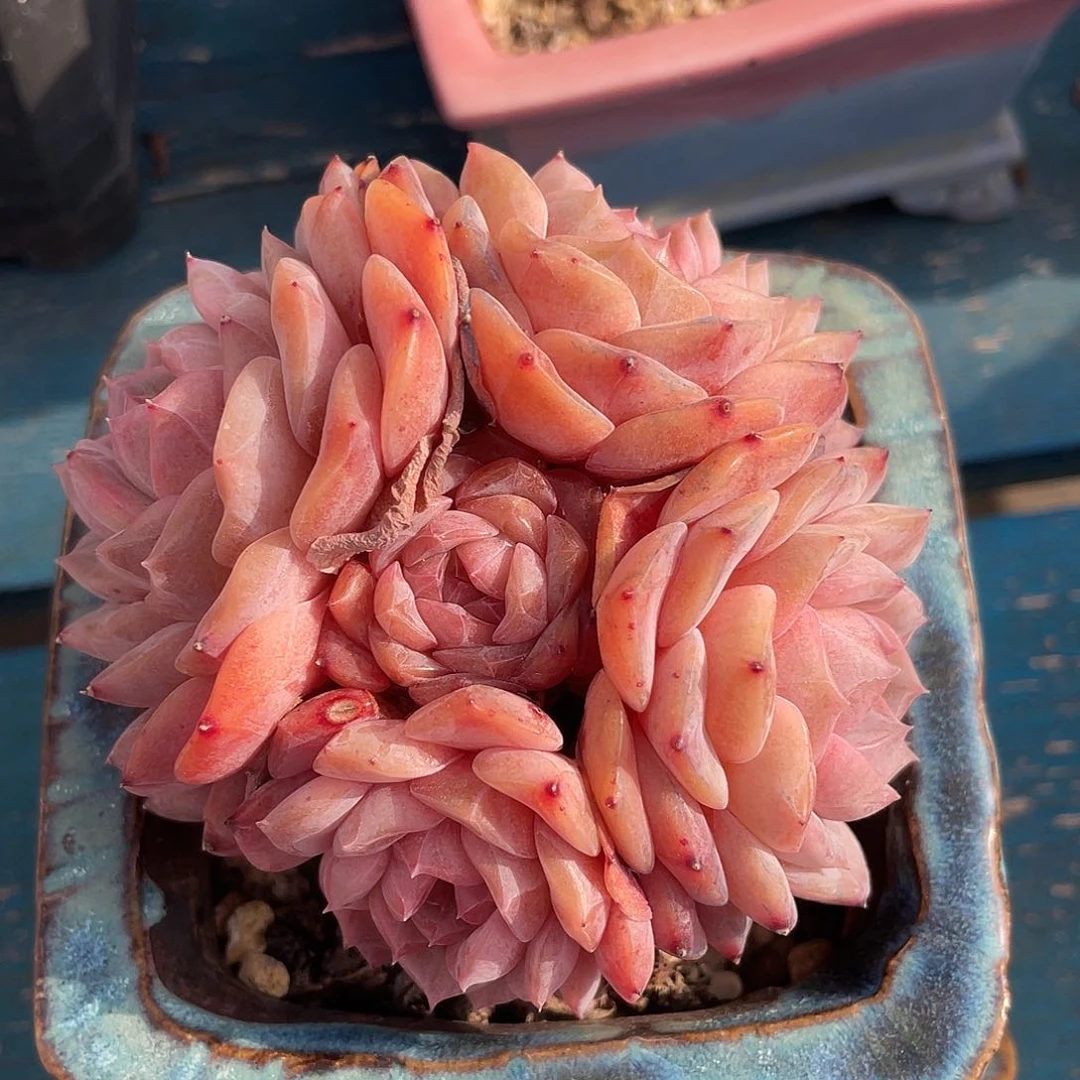 冰魄群生多肉植物一物一拍