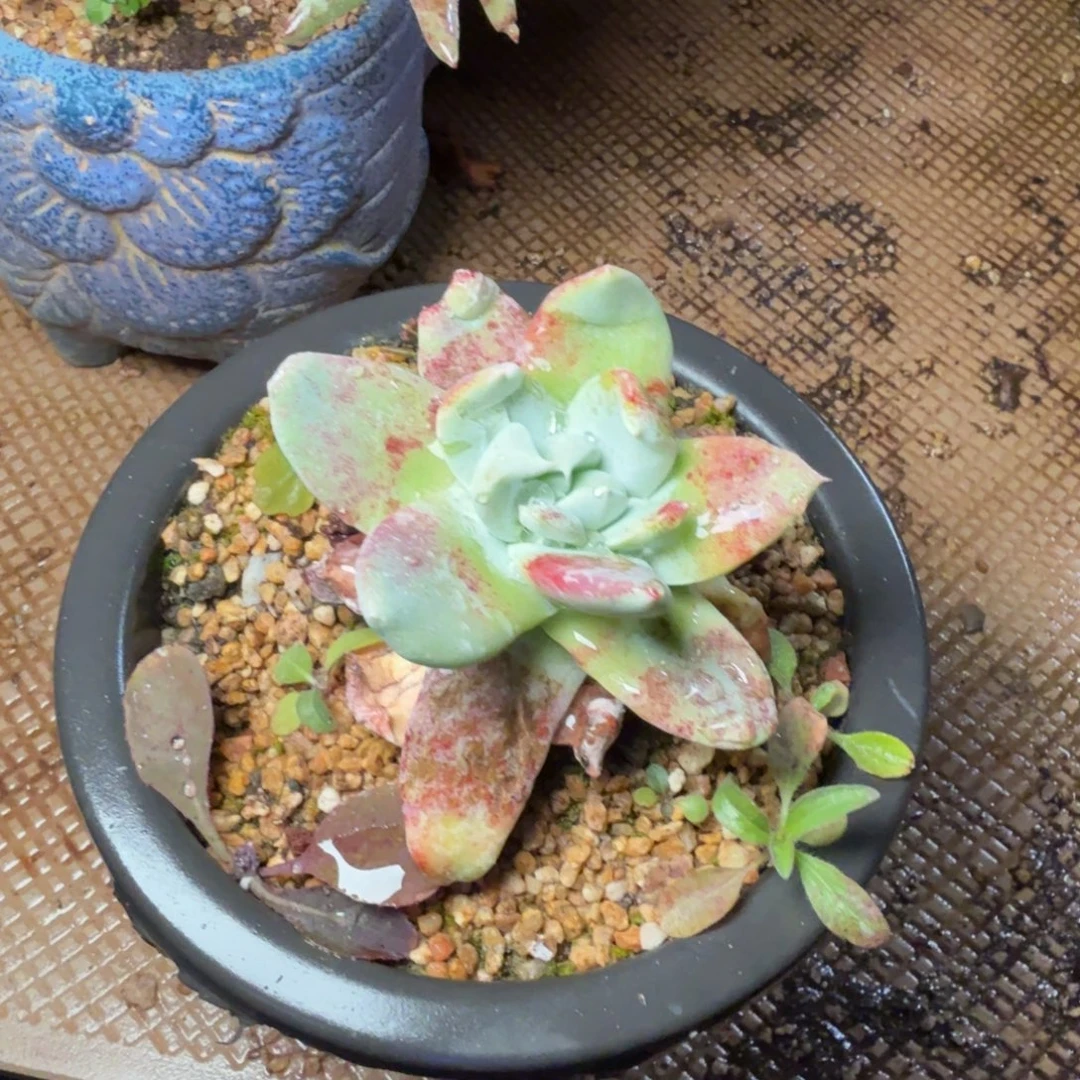 6128牡丹苹果叶多肉