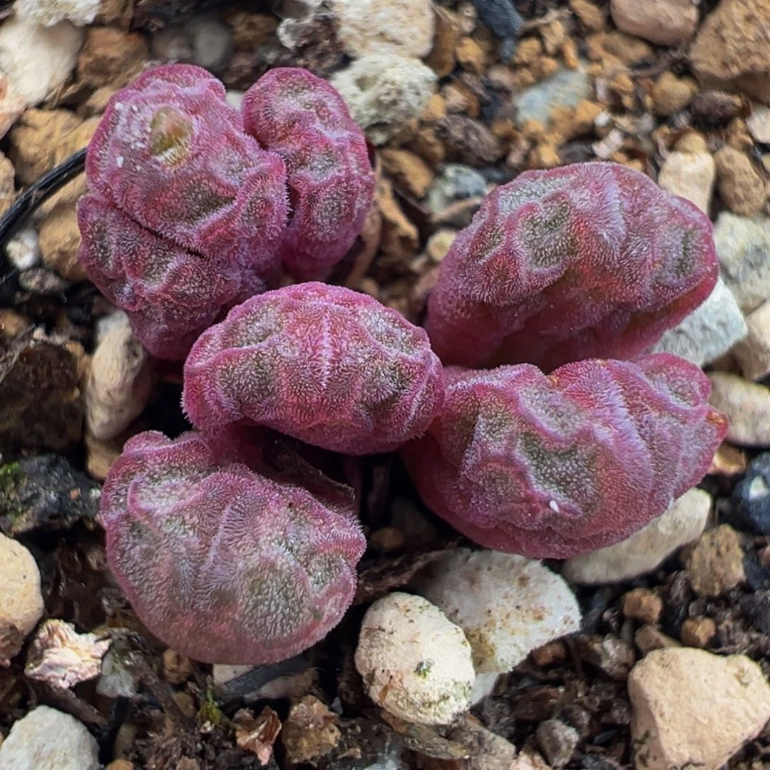 388a肉锥多肉植物