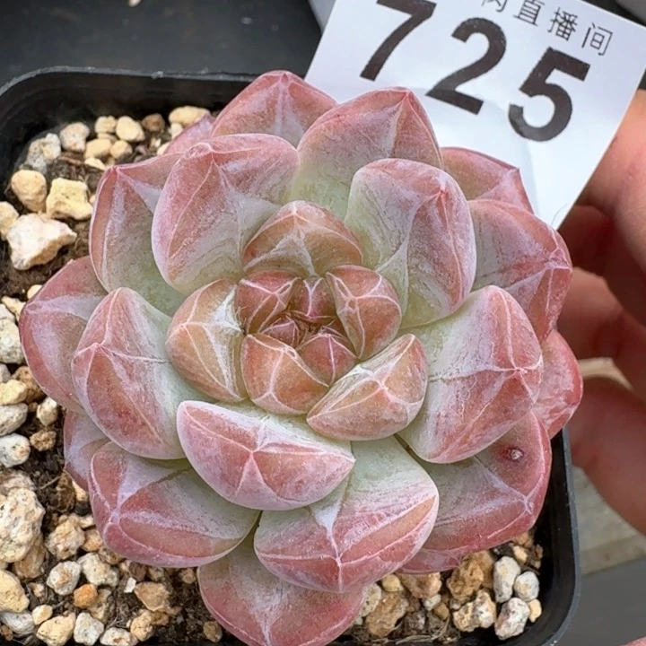 黛玉冰魄         多肉植物