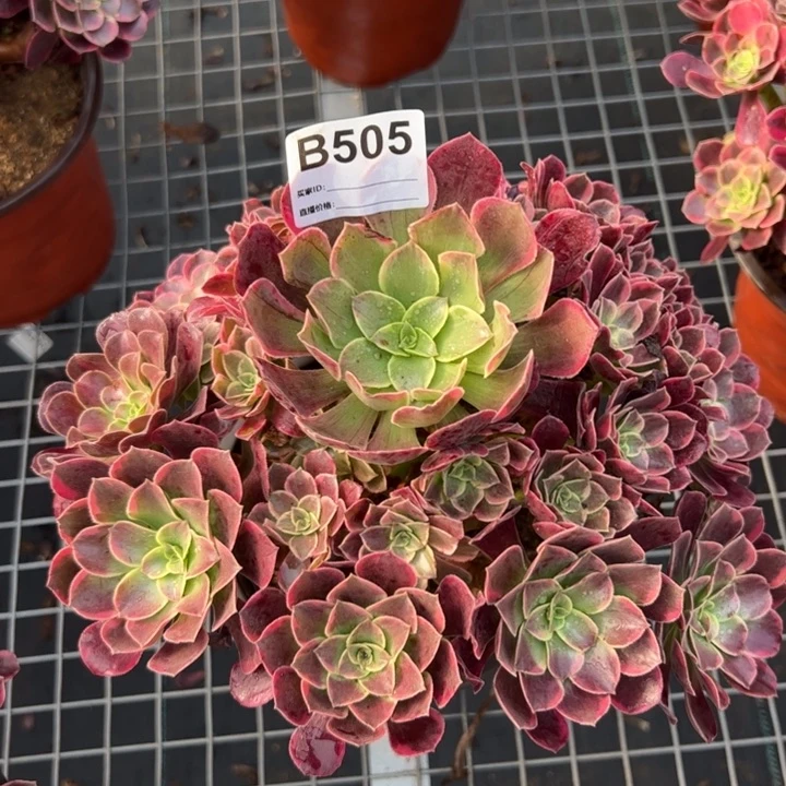 505金丝雀25厘米左右