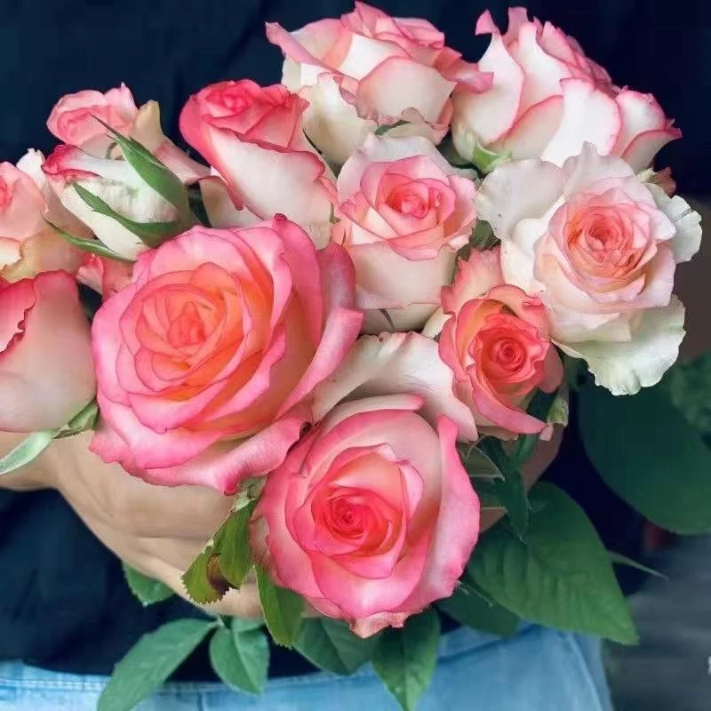 艾莎180盆月季精品一物一拍自选庭院阳台花卉绿植