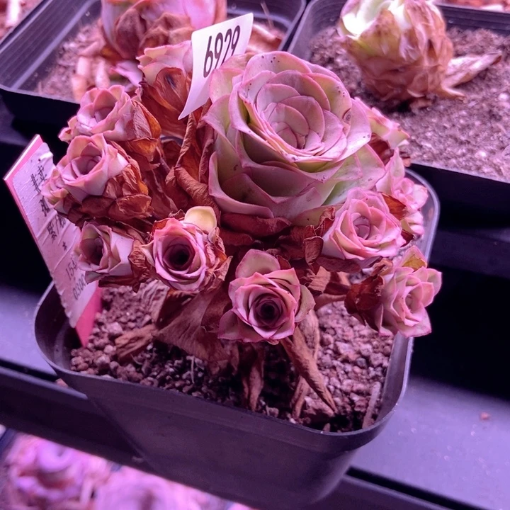 紫***46929山地玫瑰哈一起呢