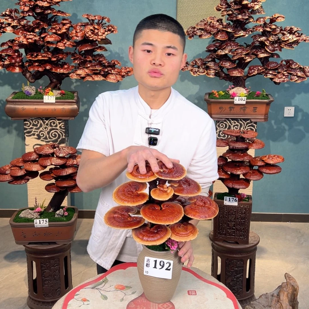 无花朵08888888888