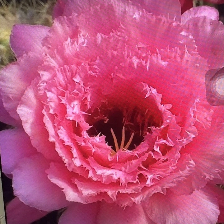 妃子笑侧芽5公分左右毛花柱（20包邮）