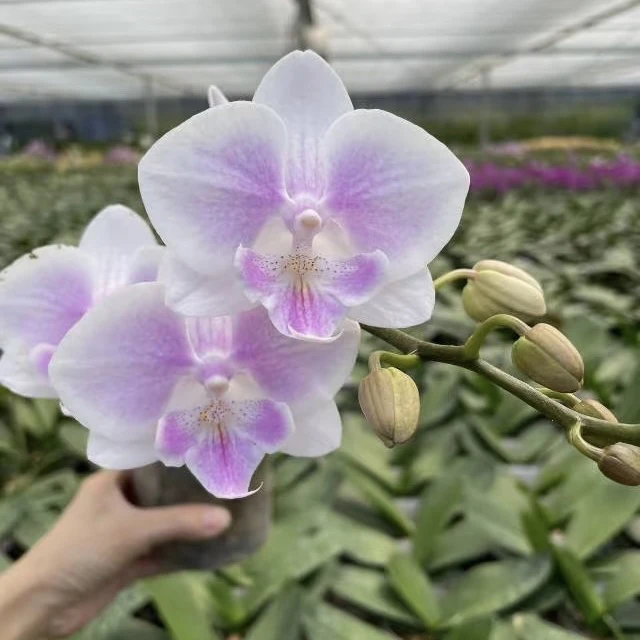 植趣花卉【白居易/小雪仙】超丰花小清新3.5加高开花株 双剑