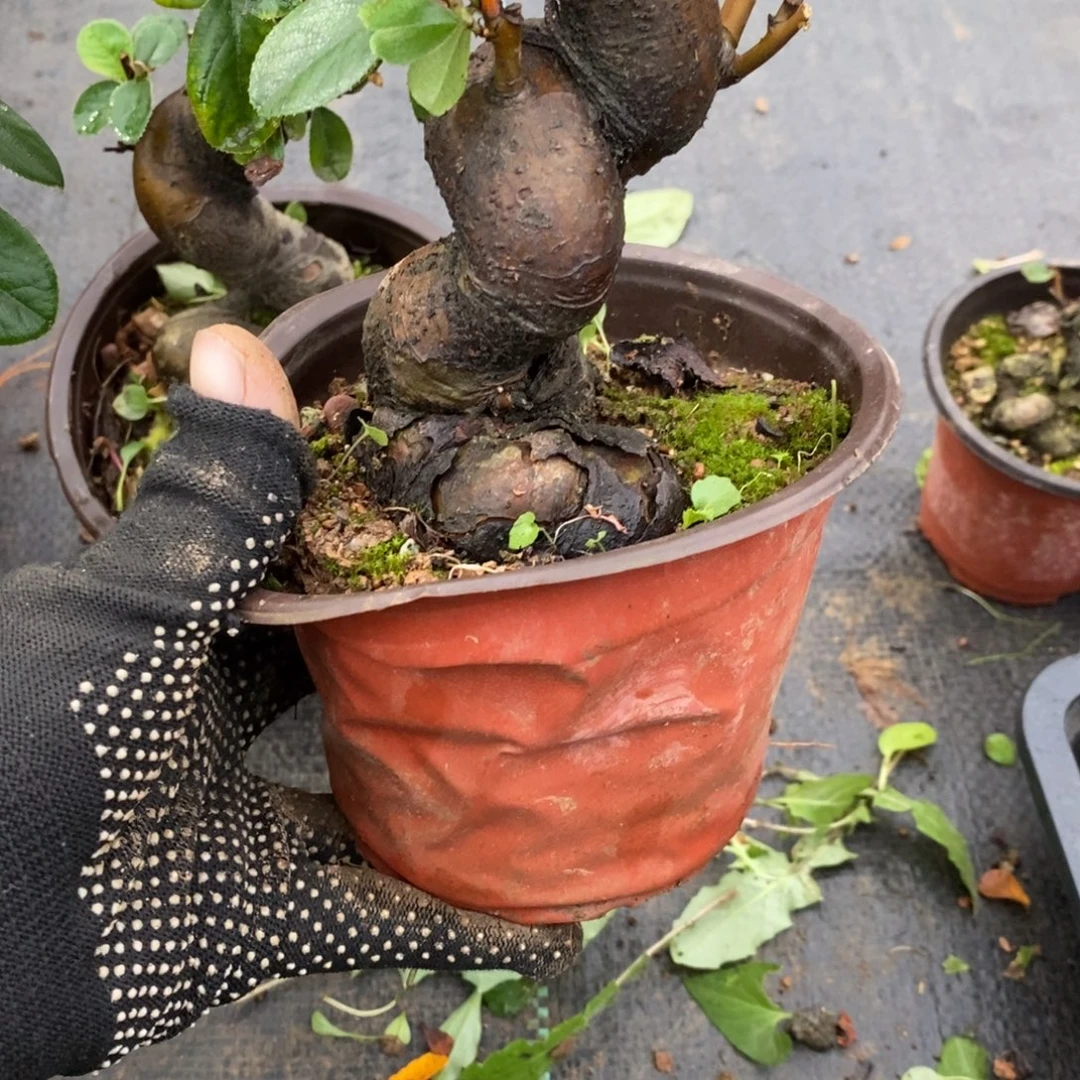 醉***@无花朵盆景盆景25