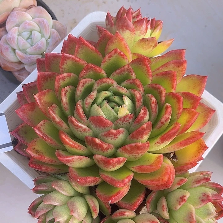 东云杂1806多肉植物