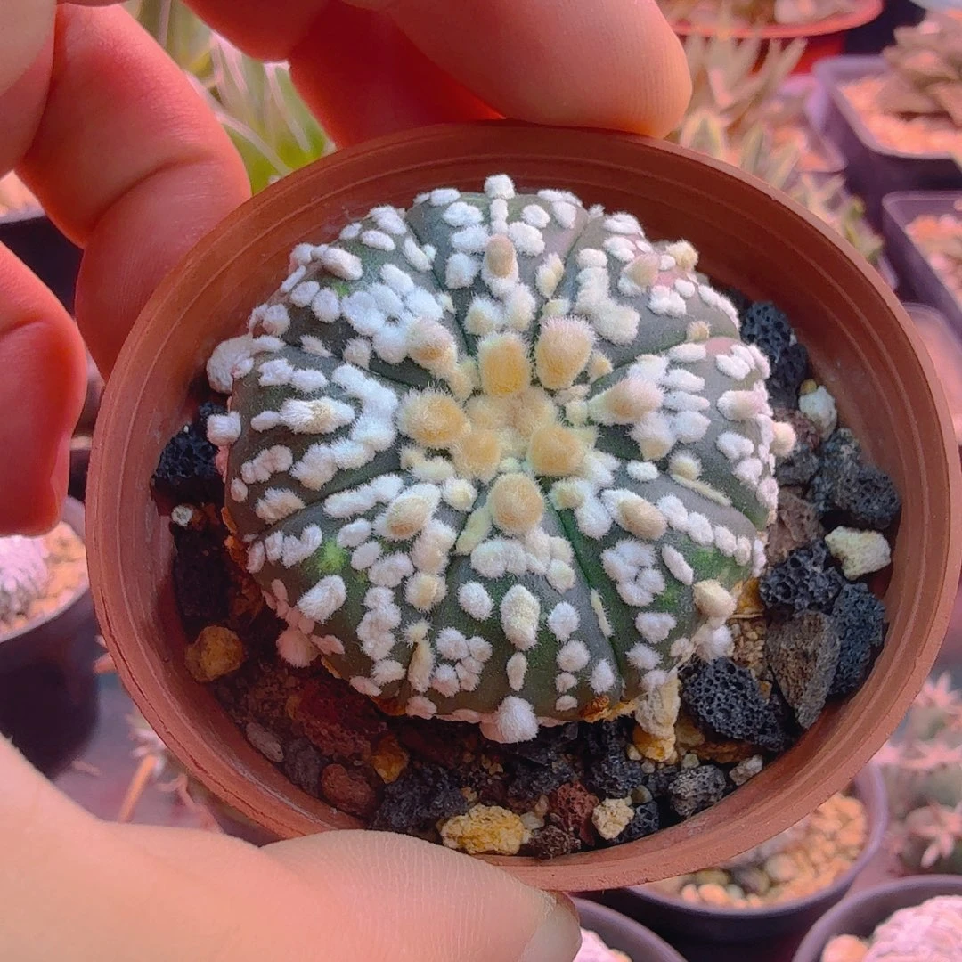 唉***呀多肉植物多肉植物