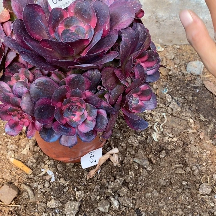 03974魅金玫瑰锦多肉植物